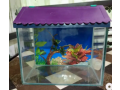 1-feet-fish-tank-with-cover-and-poster-with-all-accessories-here-small-0